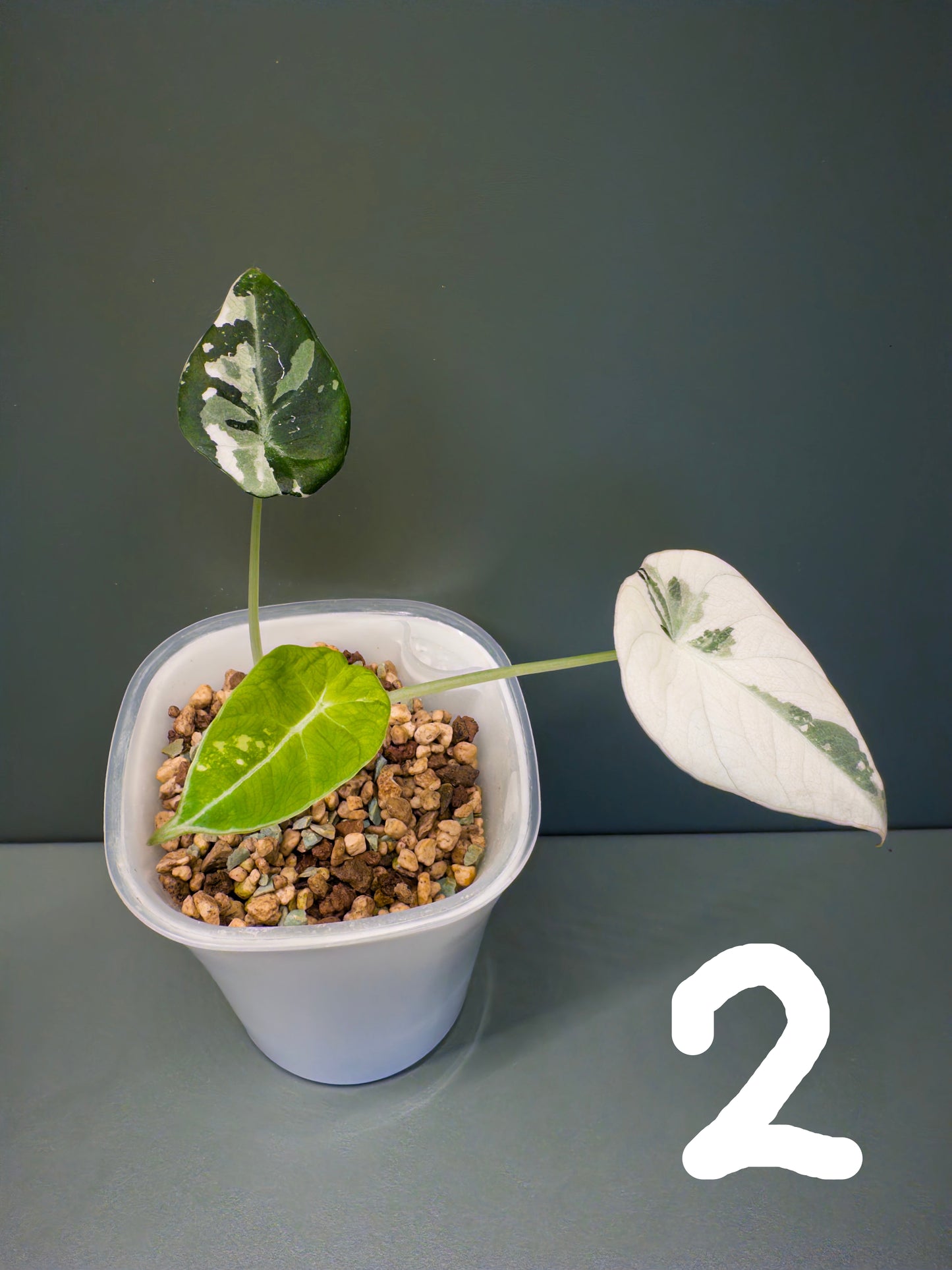 Alocasia Black Velvet Pink (Potted plants)
