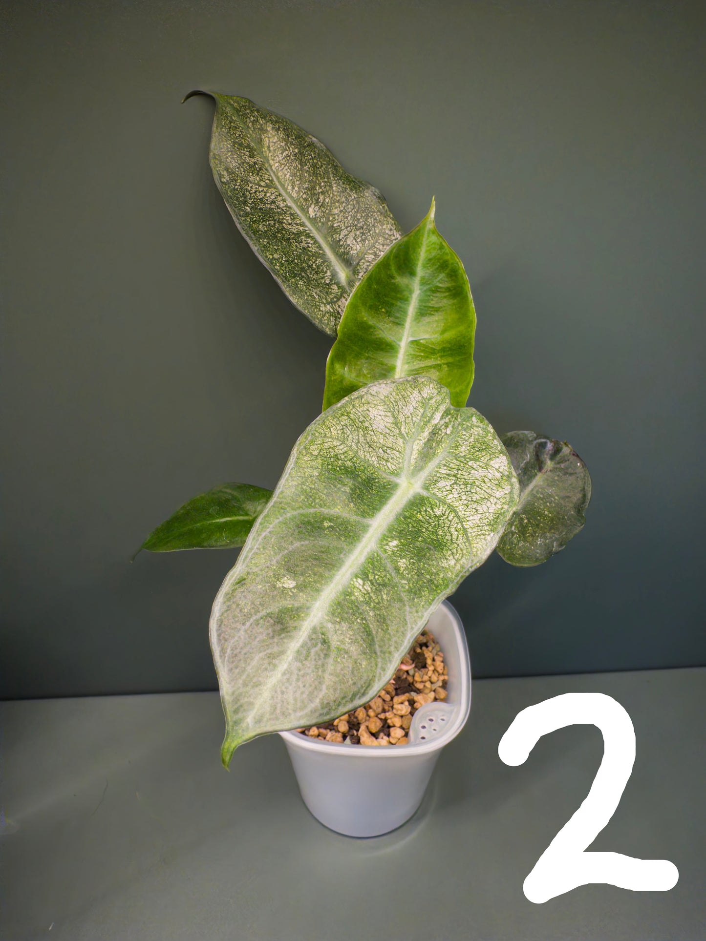 Alocasia Pink Dragon Mint (Potted plants)