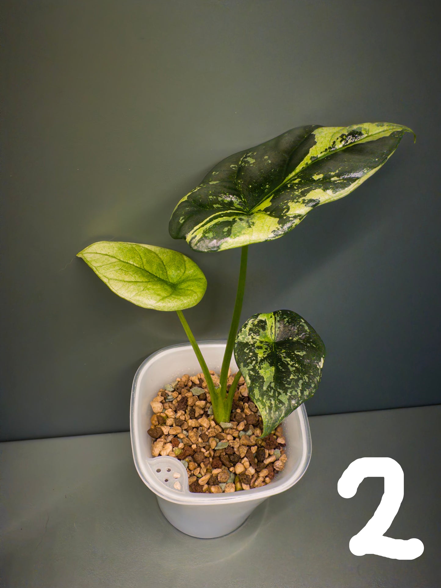 Alocasia Sinuata Aurea (Potted plants)