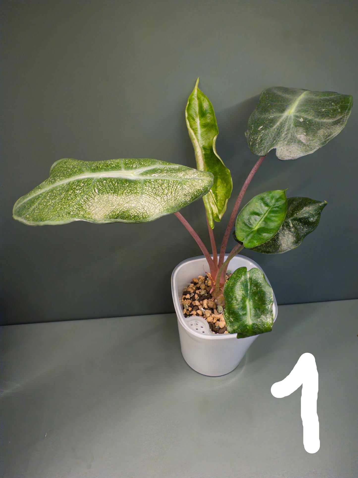 Alocasia Pink Dragon Mint (Potted plants)