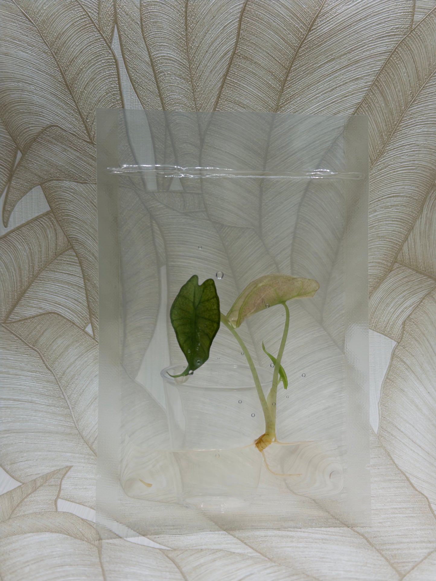 Alocasia Polly Pink Mint (clean tissue)