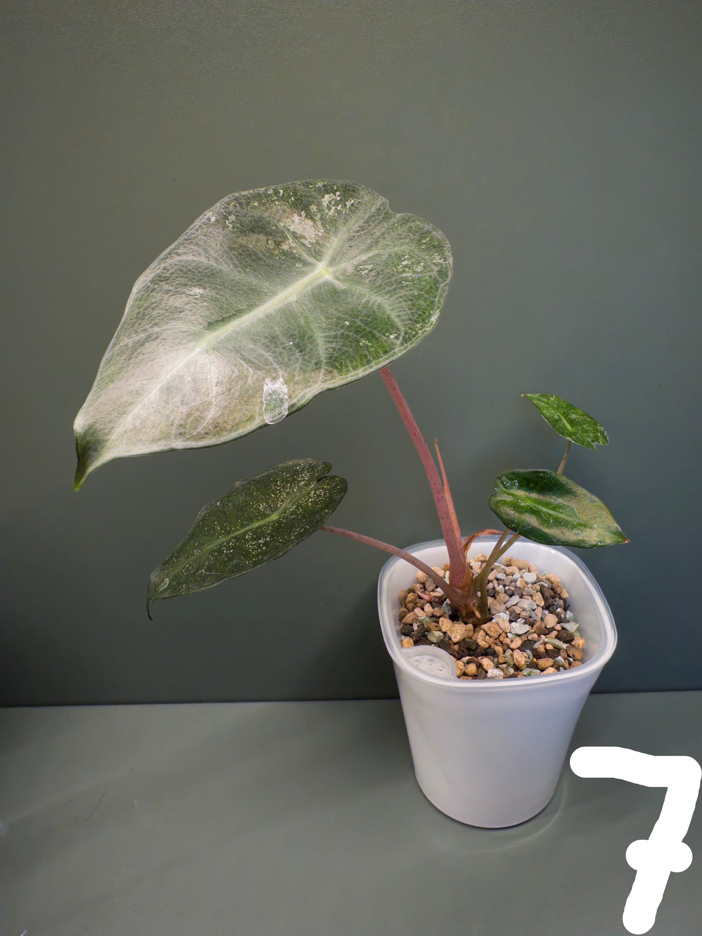 Alocasia Pink Dragon Mint (Potted plants)