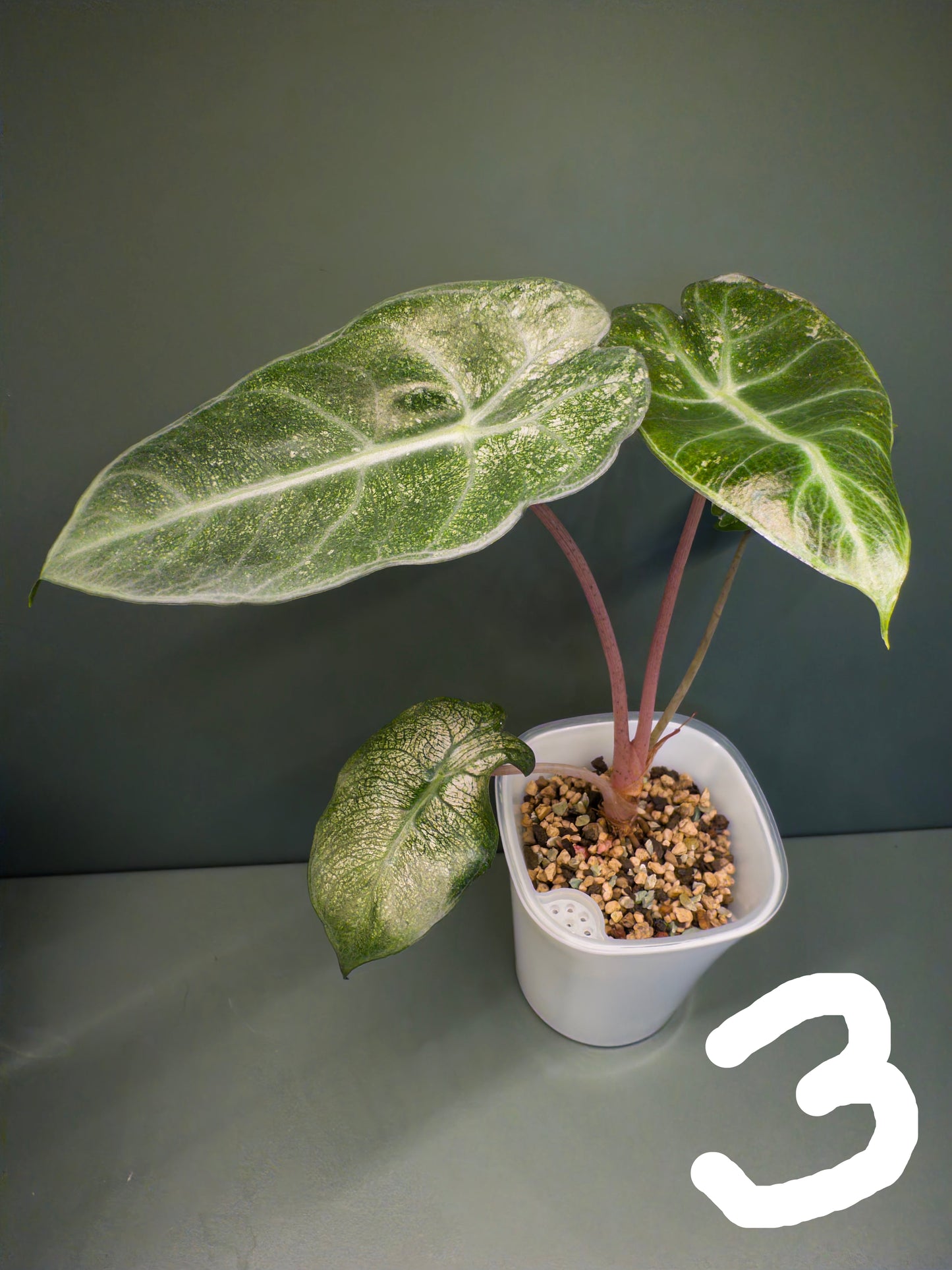 Alocasia Pink Dragon Mint (Potted plants)