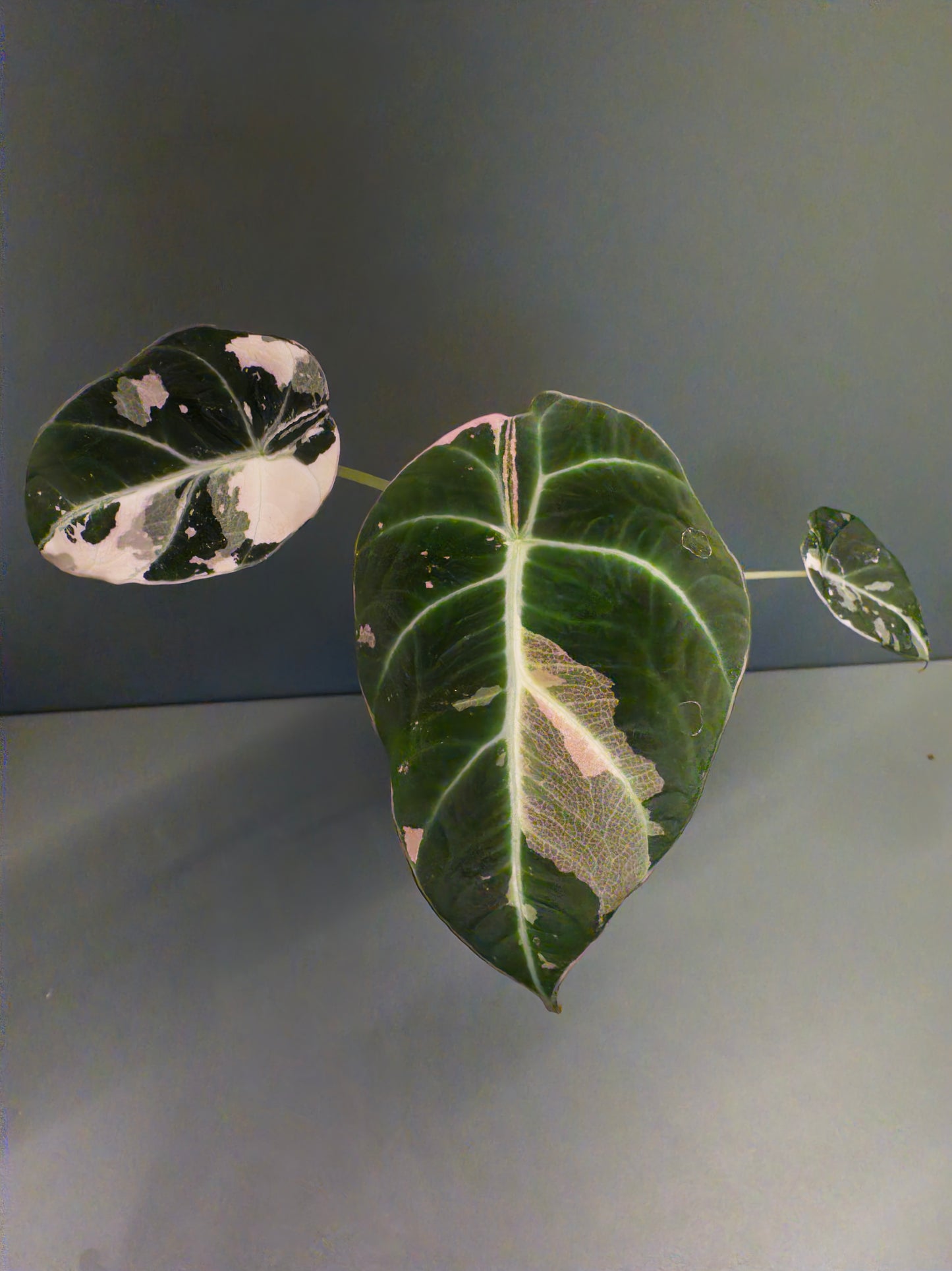 Alocasia Black Velvet Pink (Potted plants)