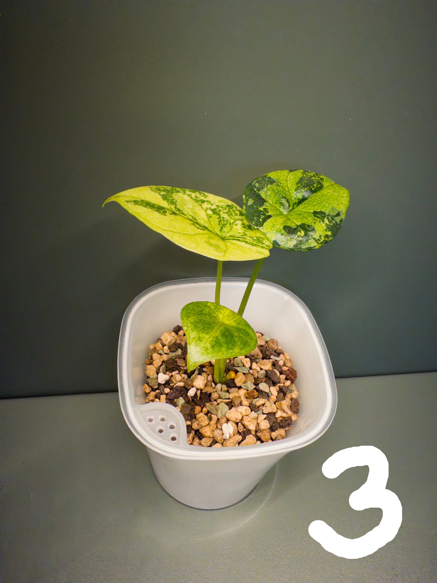 Alocasia Sinuata Aurea (Potted plants)
