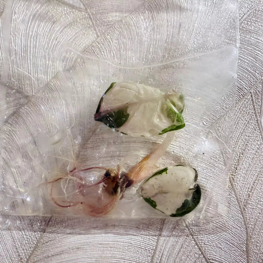 Tissue culture Alocasia Heart Balloon Albo/Pink in bag with gel
