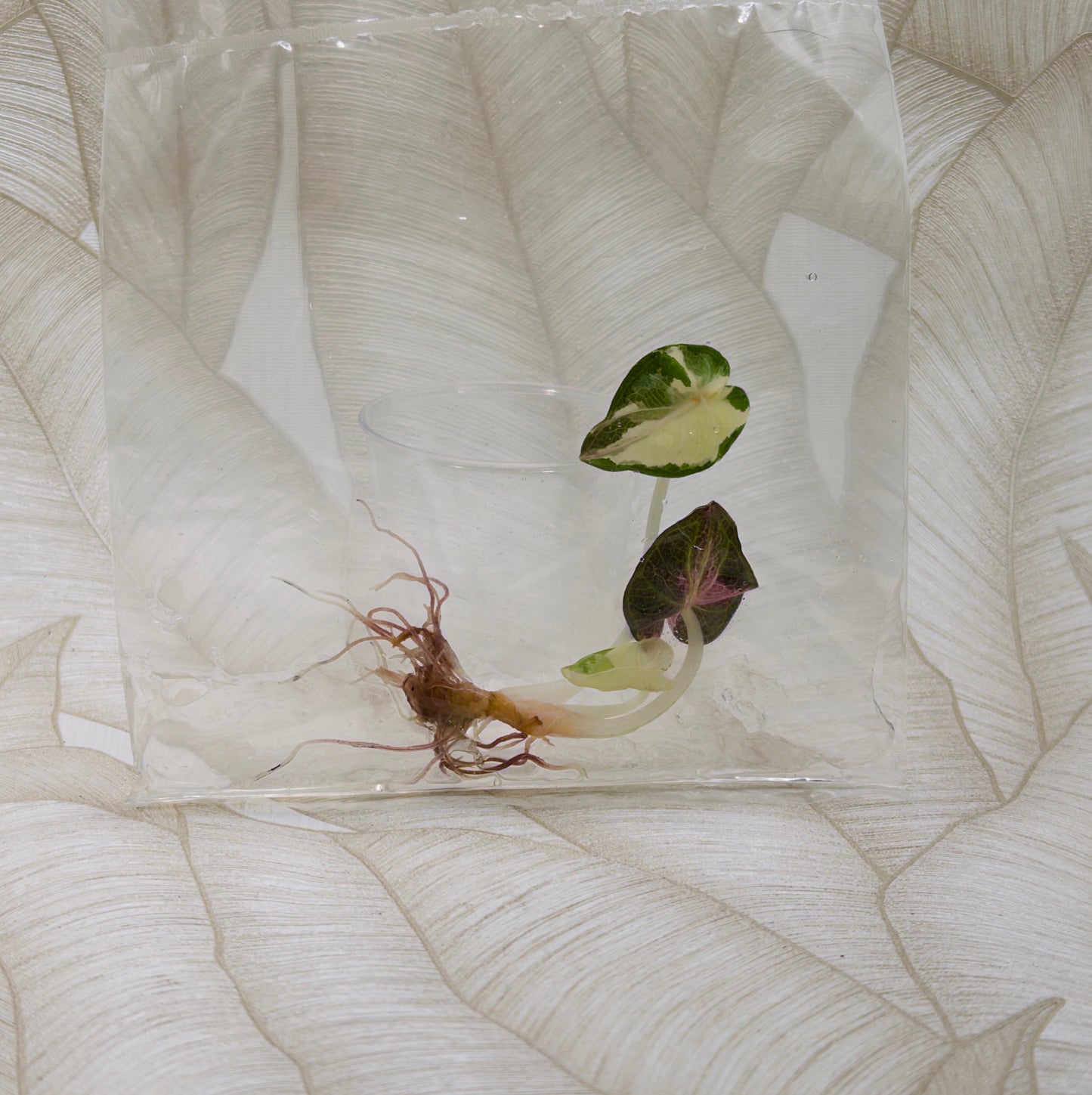 TC Alocasia Heart Balloon Albo Pink in bag