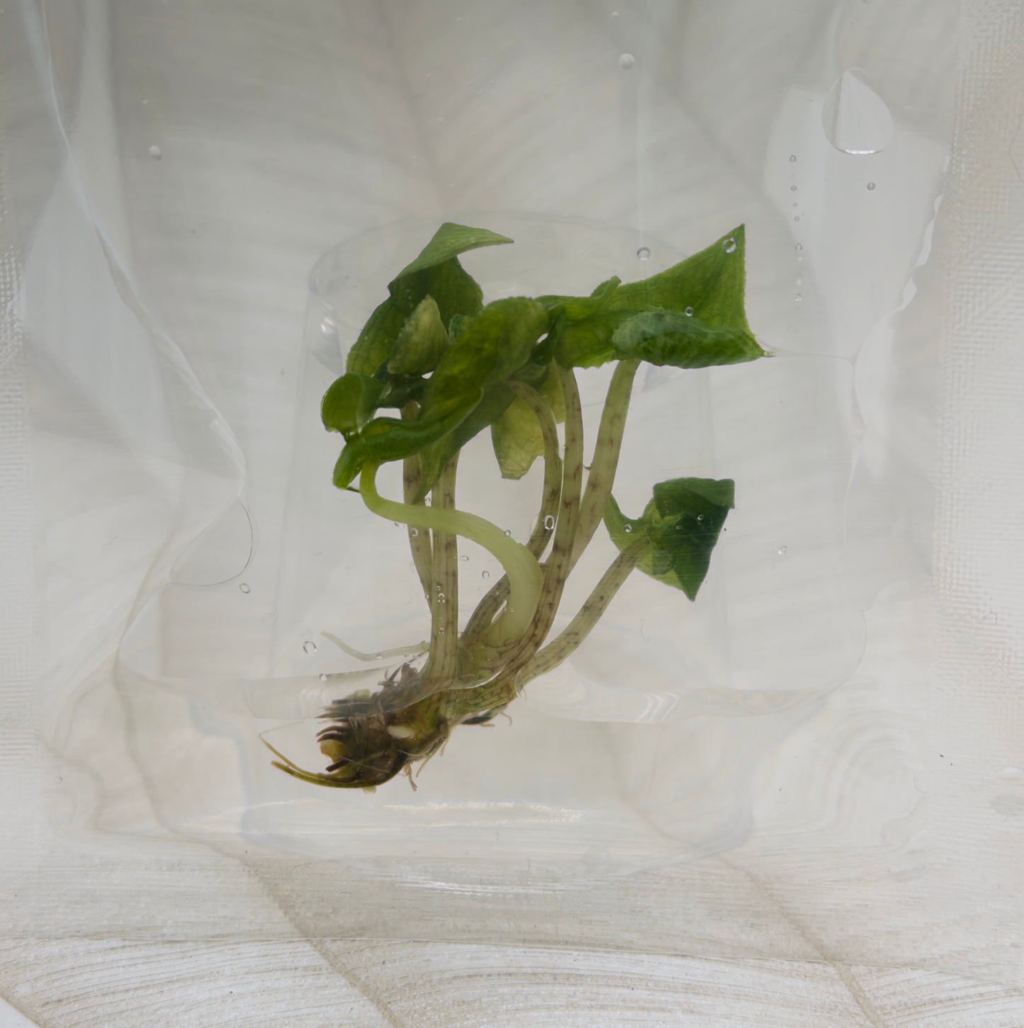 Alocasia Jacklyn Mystic in bag