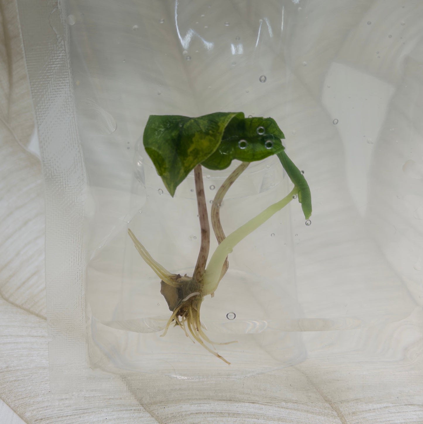 Alocasia Jacklyn Mystic in bag