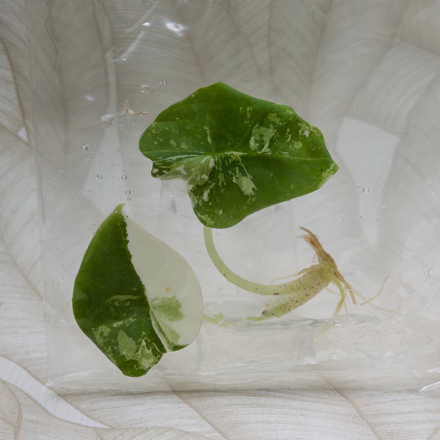 Alocasia Nebula Albo/Pink in bag