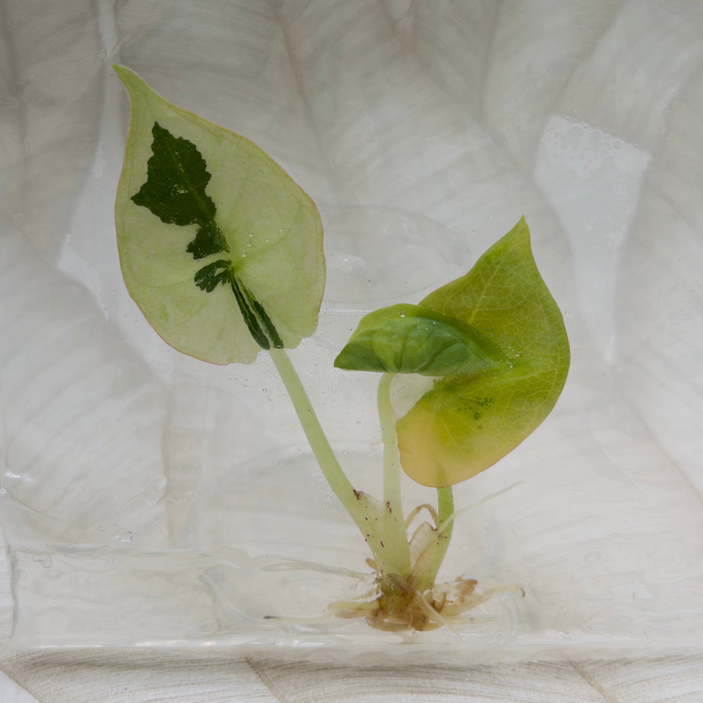 Alocasia Nebula Albo/Pink in bag