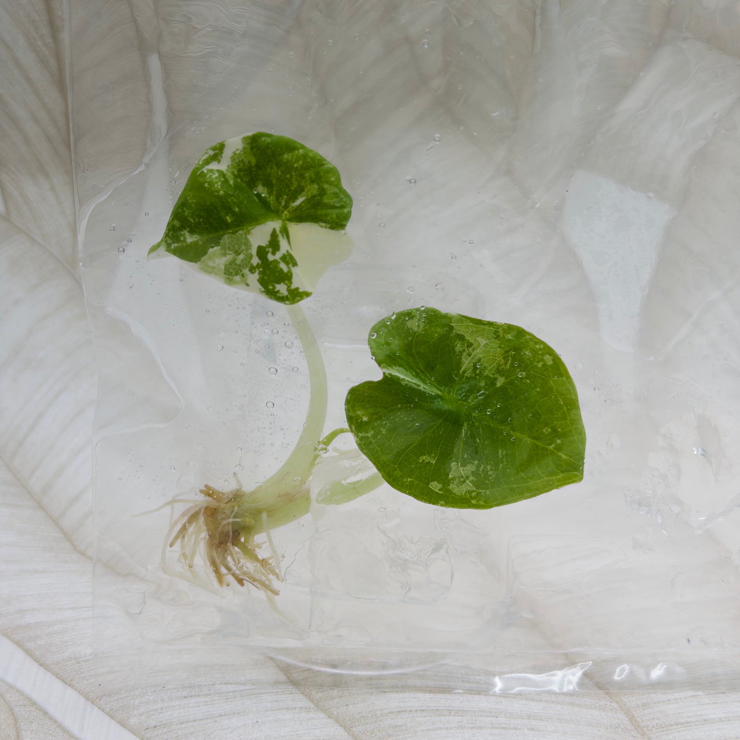 Alocasia Nebula Albo/Pink in bag