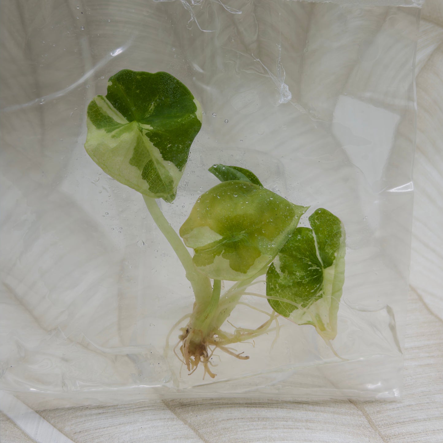 Alocasia Nebula Albo/Pink in bag