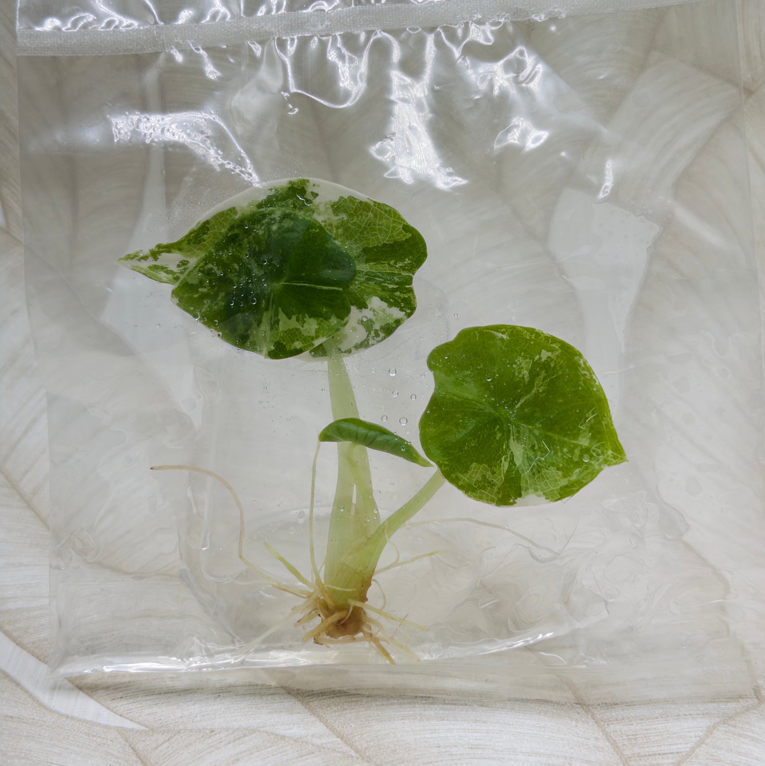 Alocasia Nebula Albo/Pink in bag