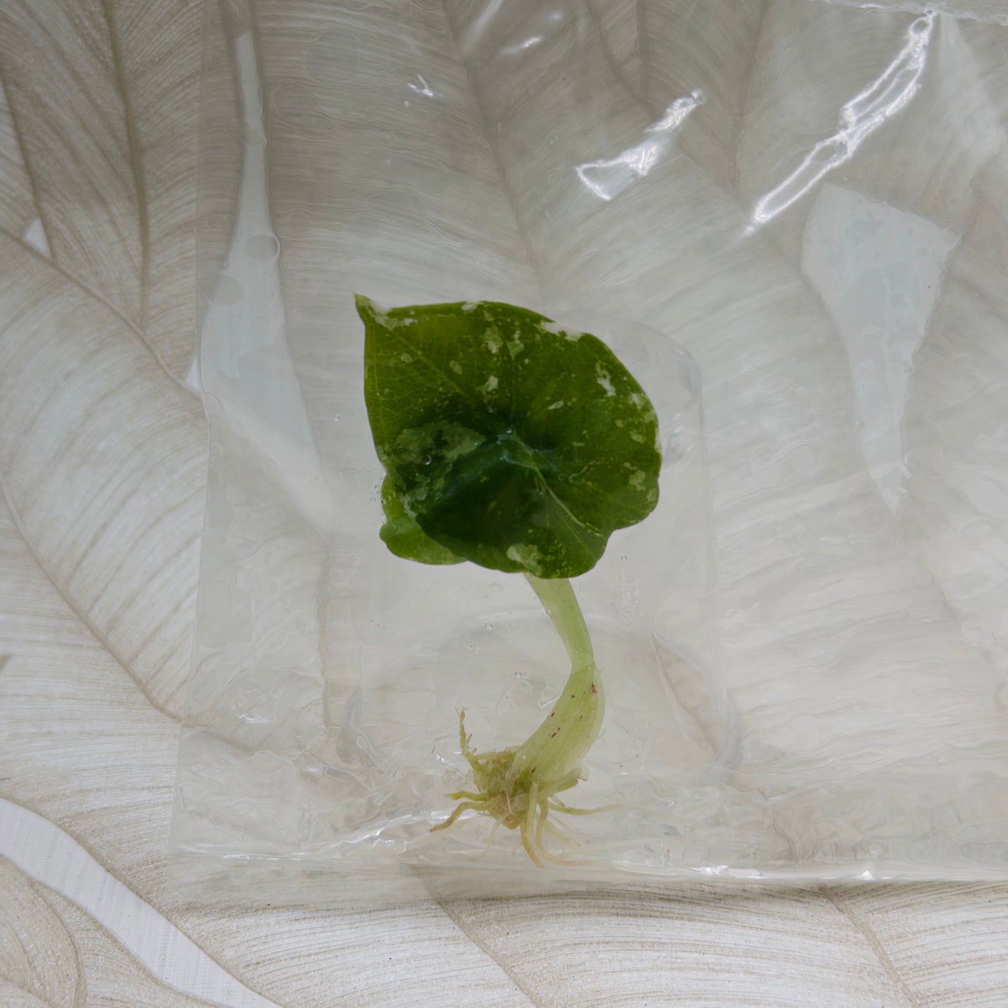 Alocasia Nebula Albo/Pink in bag