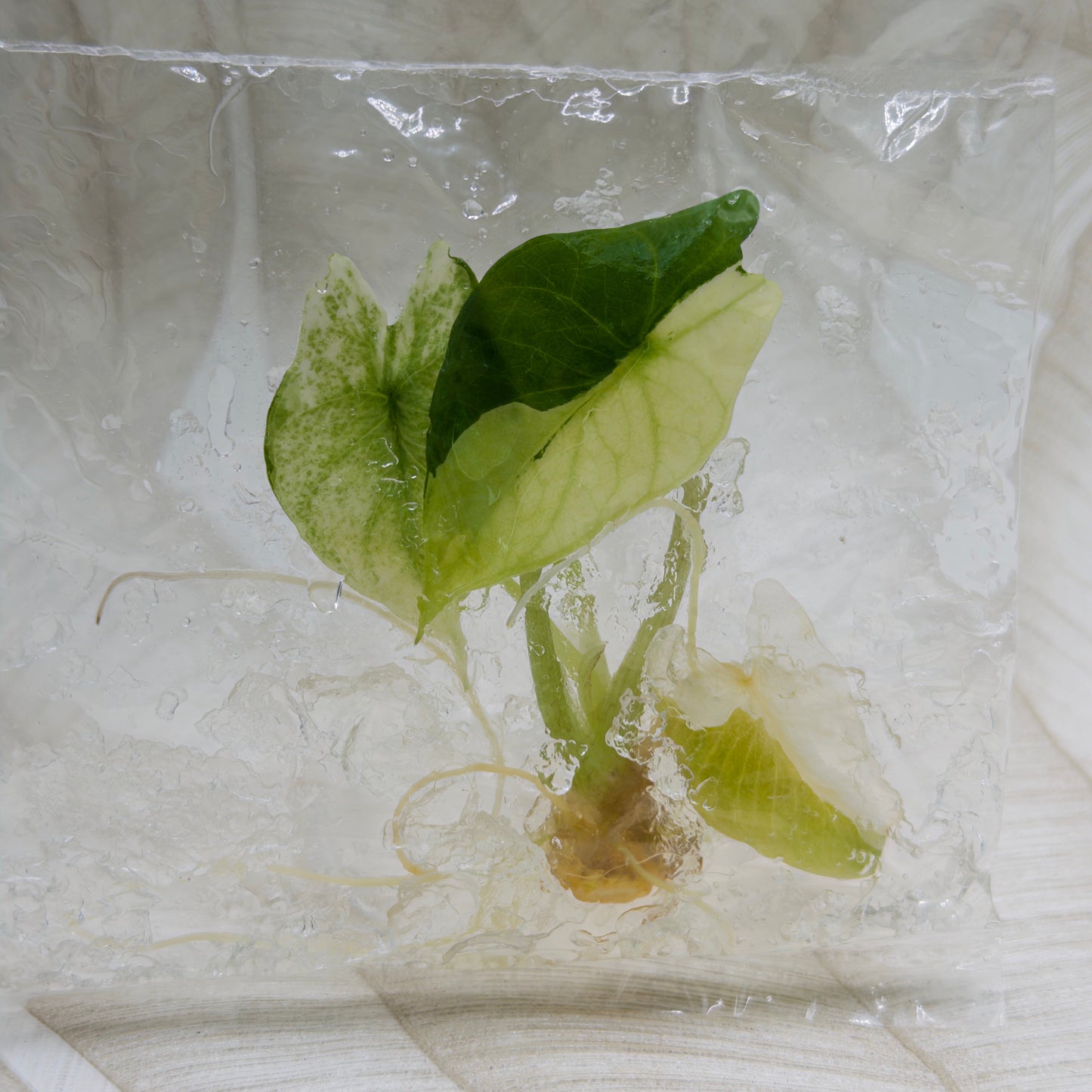 Alocasia Scalprum Albo in bag