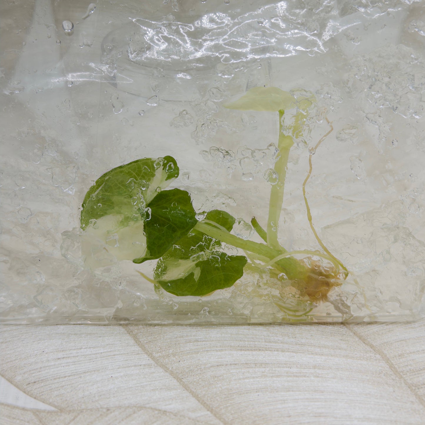 Alocasia Scalprum Albo in bag