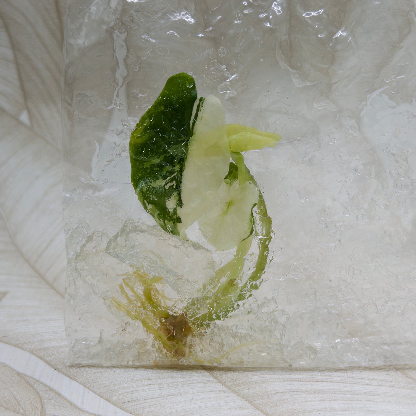 Alocasia Scalprum Albo in bag
