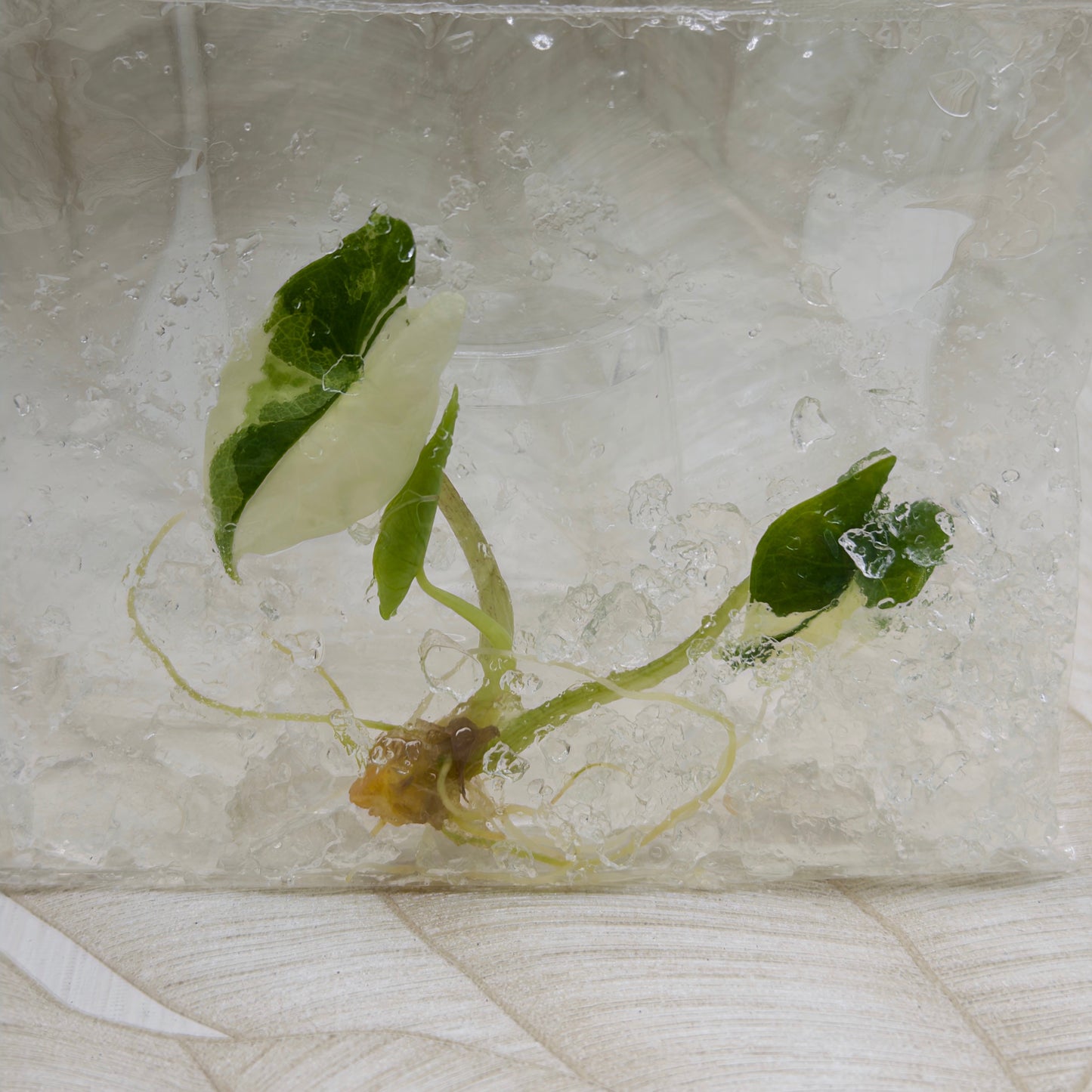 Alocasia Scalprum Albo in bag