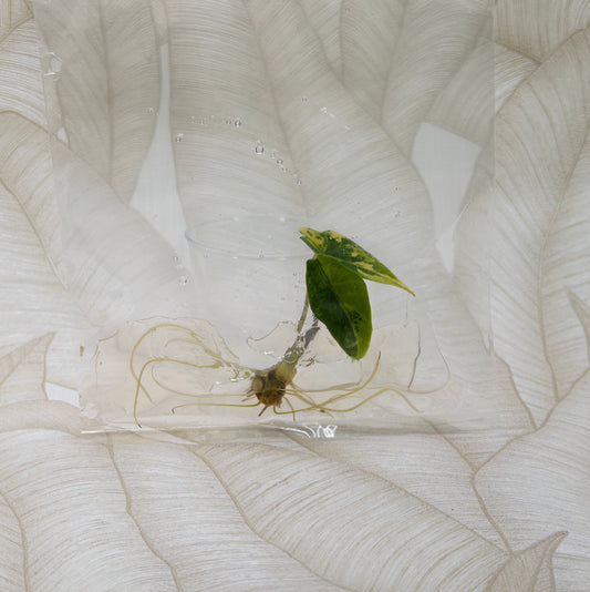 TC Alocasia Scalprum Aurea in bag