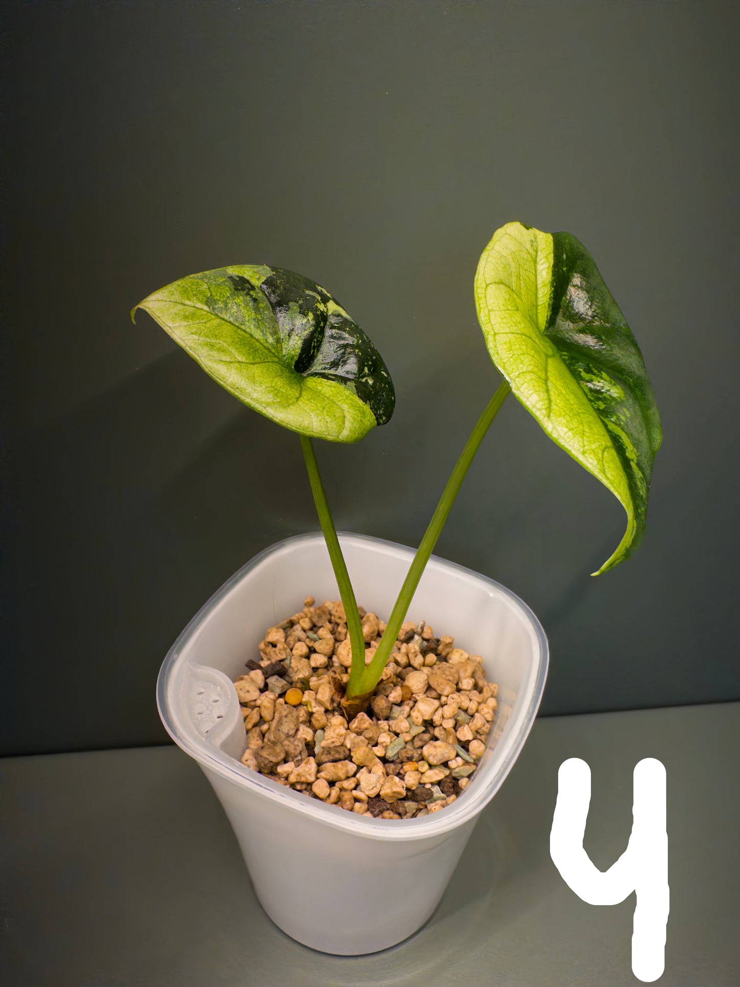 Alocasia Sinuata Aurea (Potted plants)
