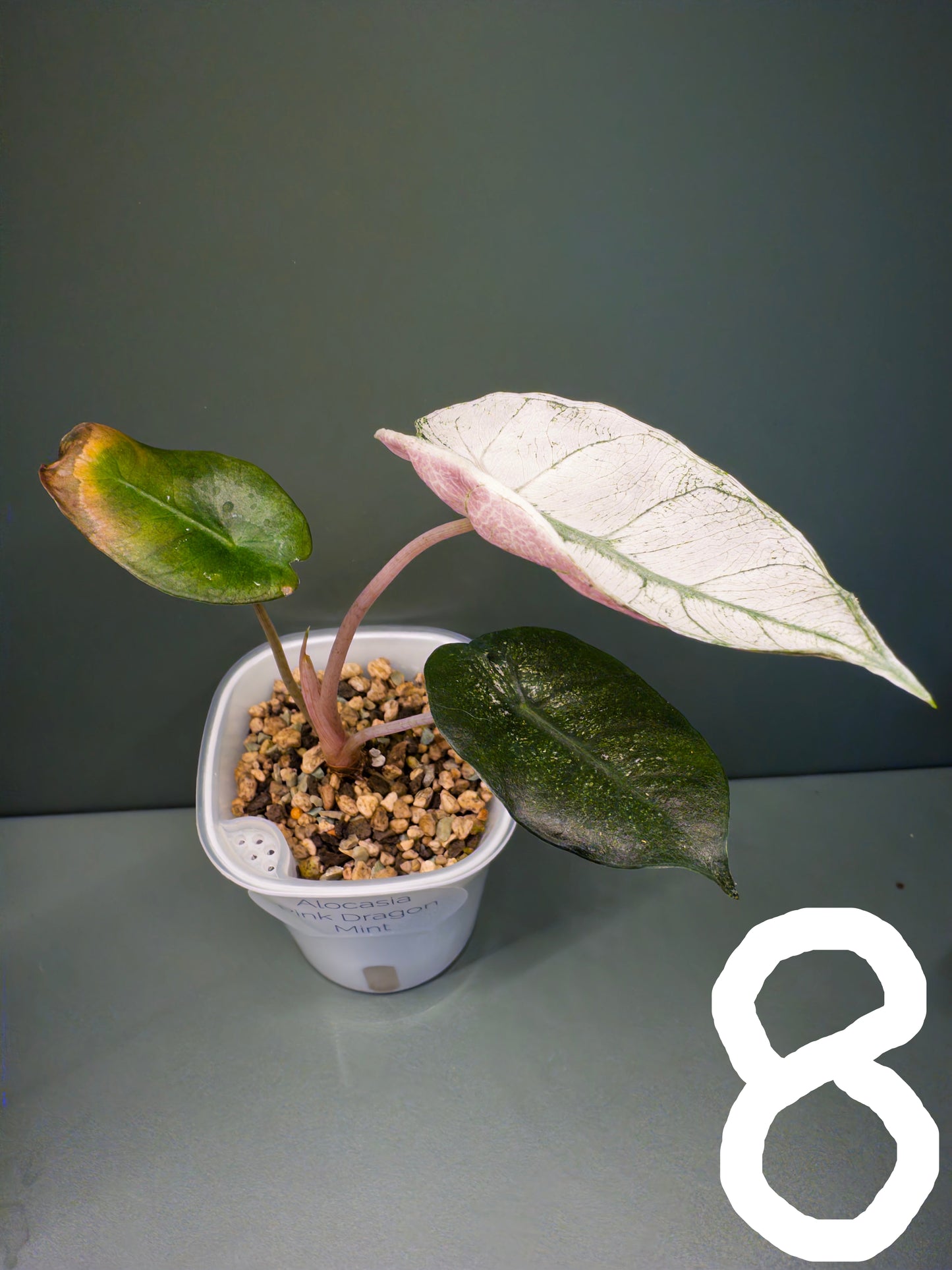 Alocasia Pink Dragon Mint (Potted plants)