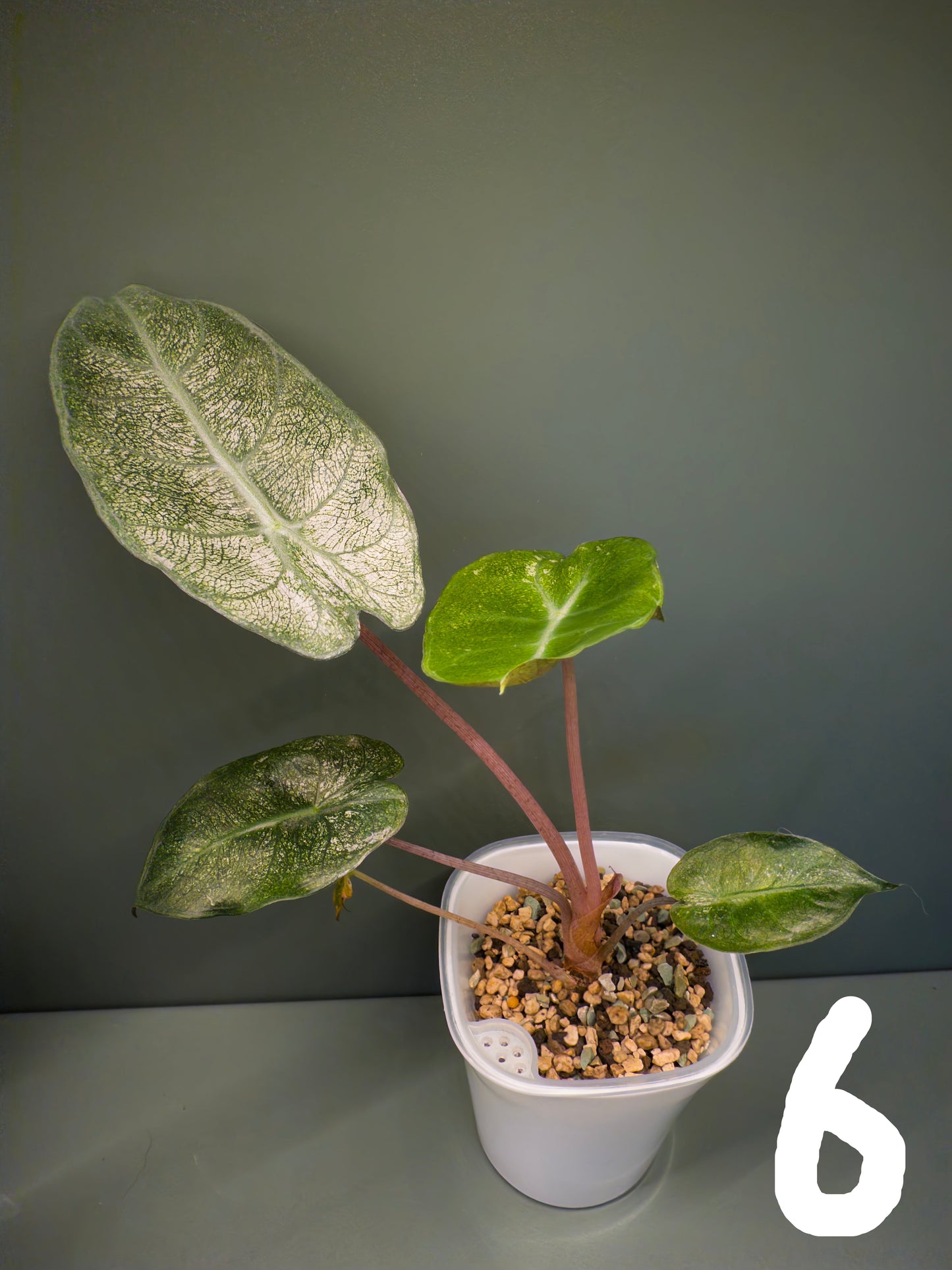 Alocasia Pink Dragon Mint (Potted plants)