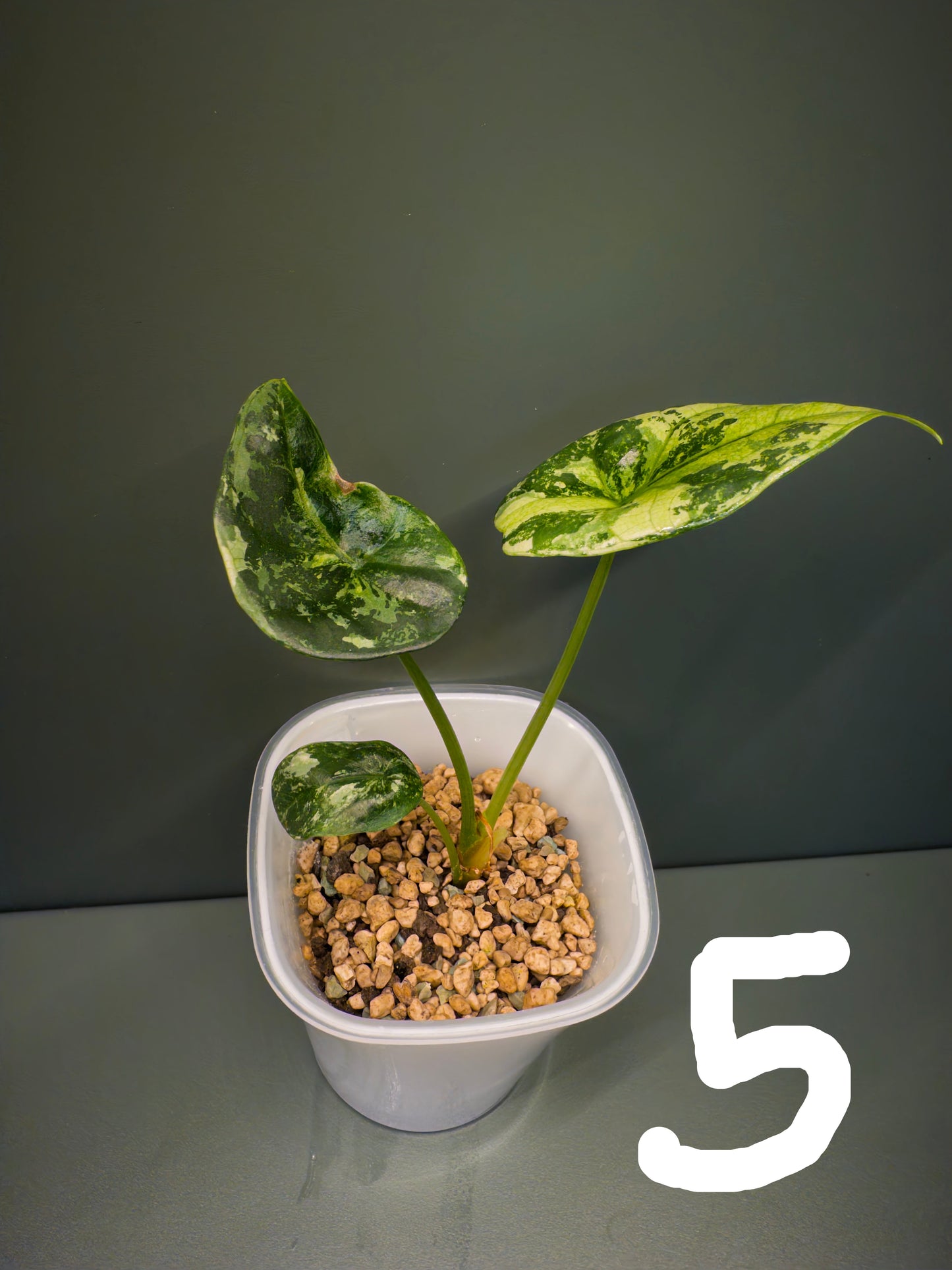 Alocasia Sinuata Aurea (Potted plants)