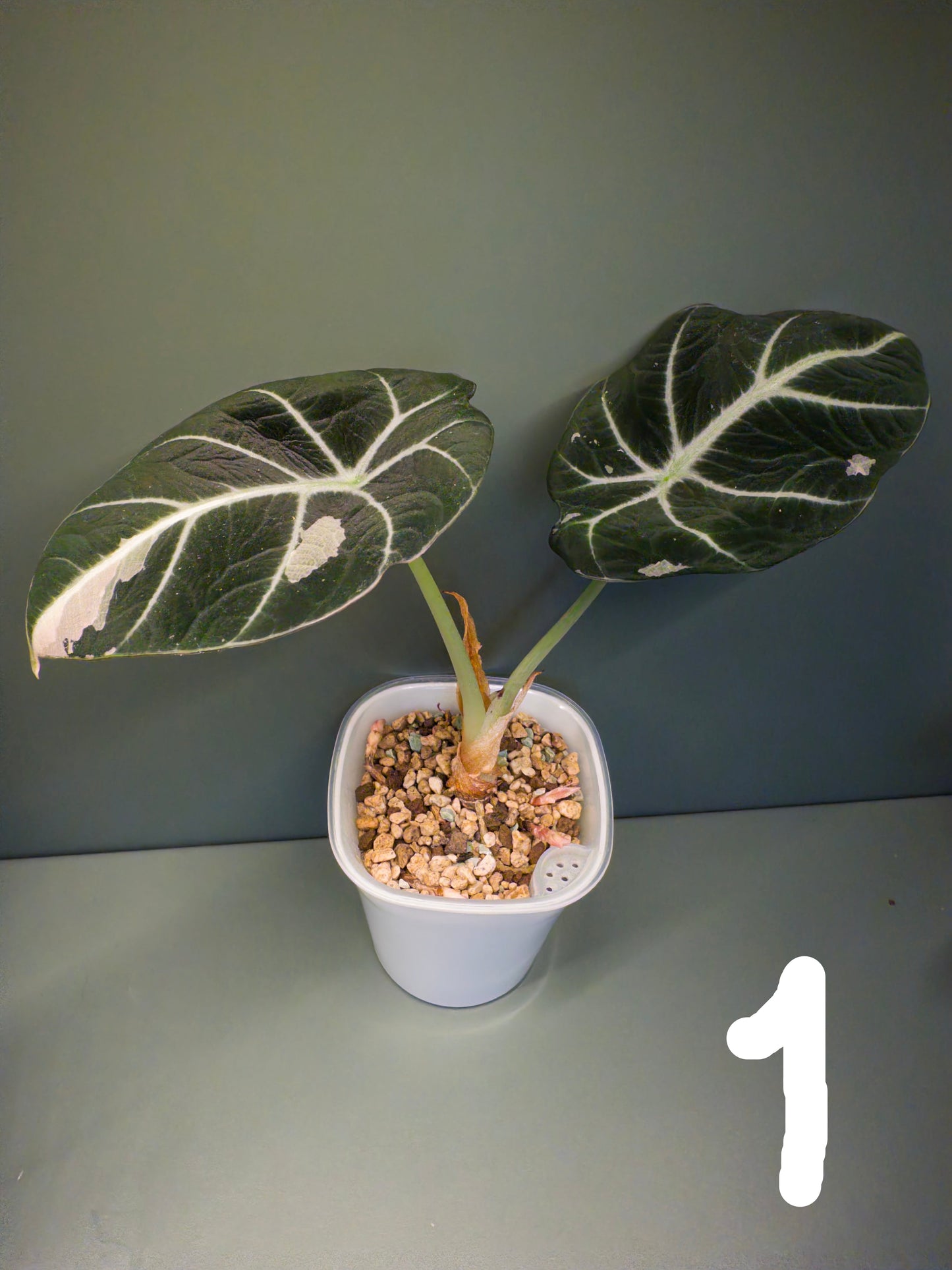 Alocasia Black Velvet Pink (Potted plants)