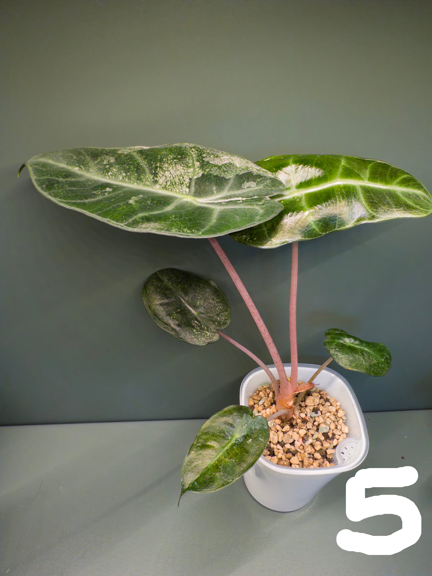 Alocasia Pink Dragon Mint (Potted plants)