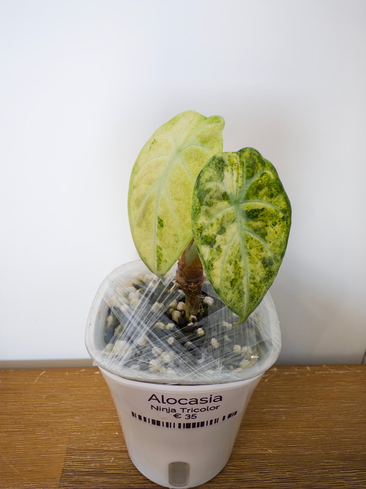 Alocasia Ninja Tricolor (potted plant)
