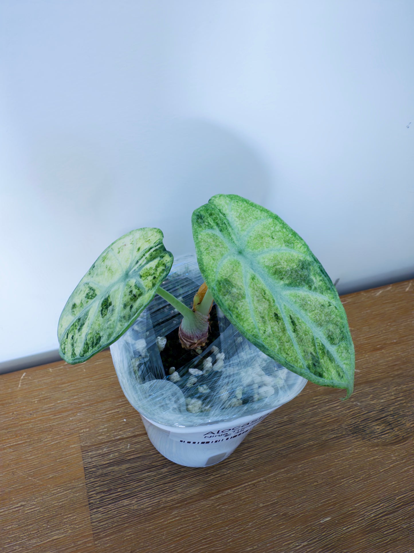Alocasia Ninja Tricolor (potted plant)