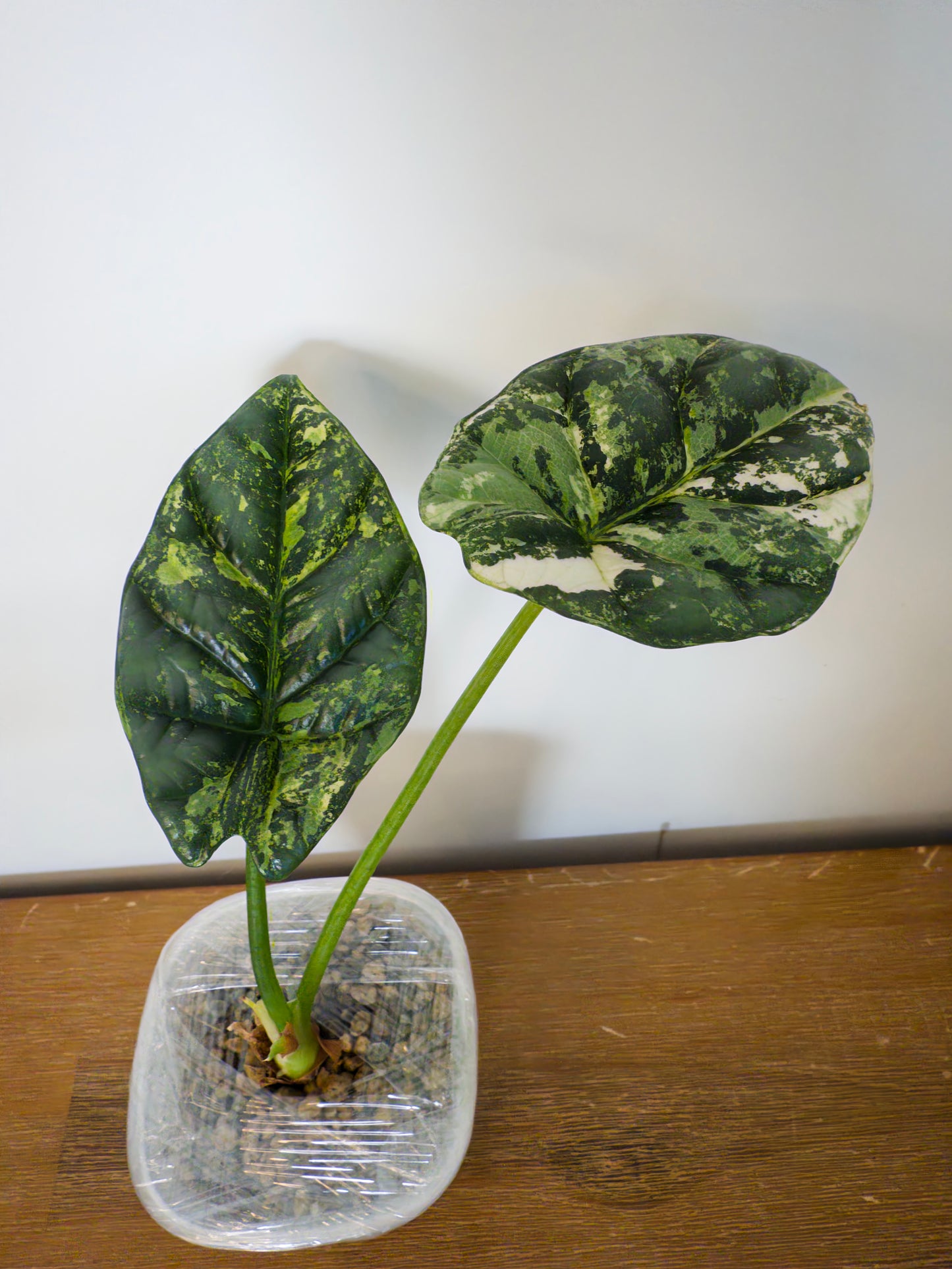 Alocasia Sinuata Aurea (Potted plant)