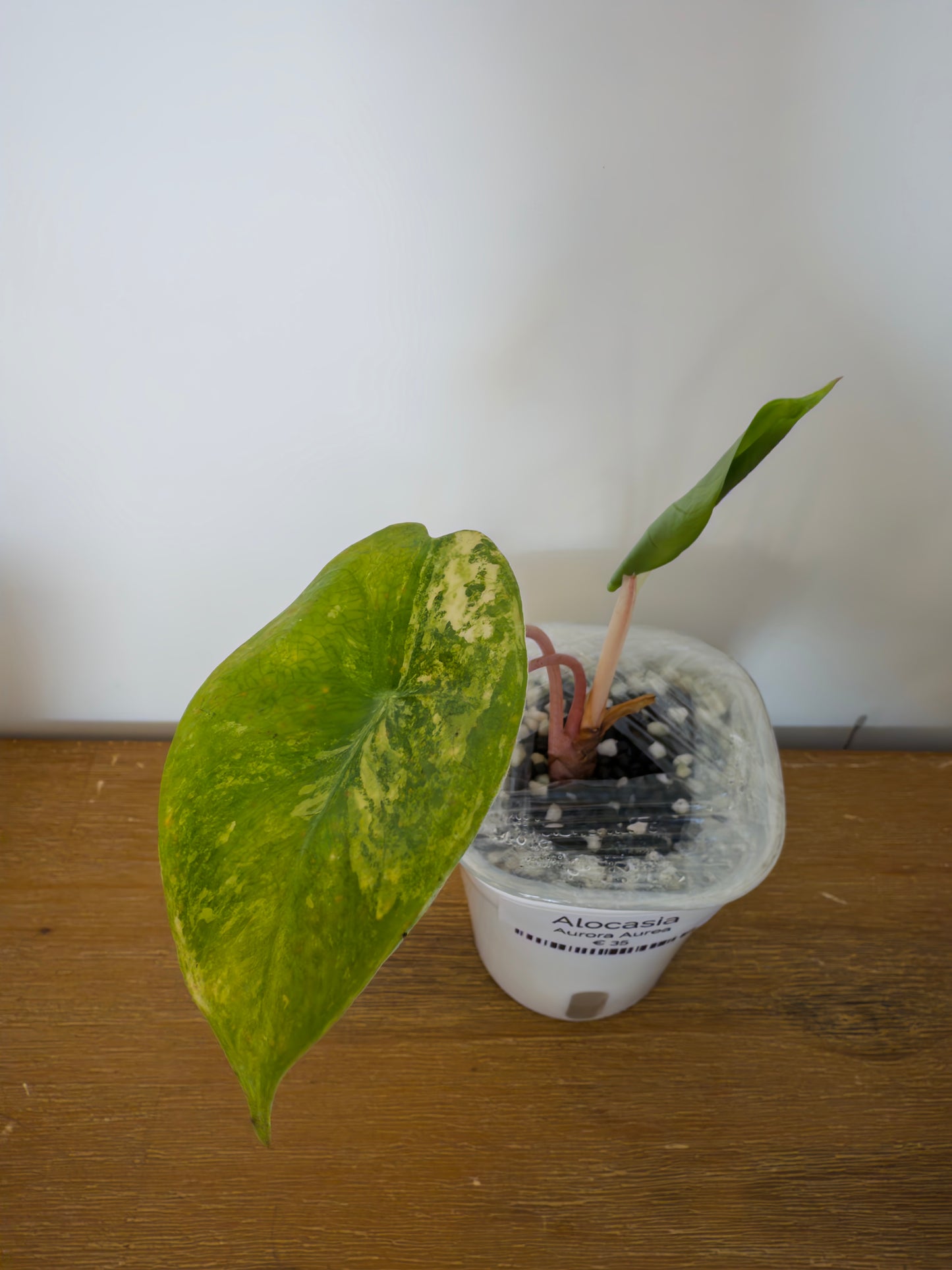 Alocasia Aurora Aurea (Potted plant)