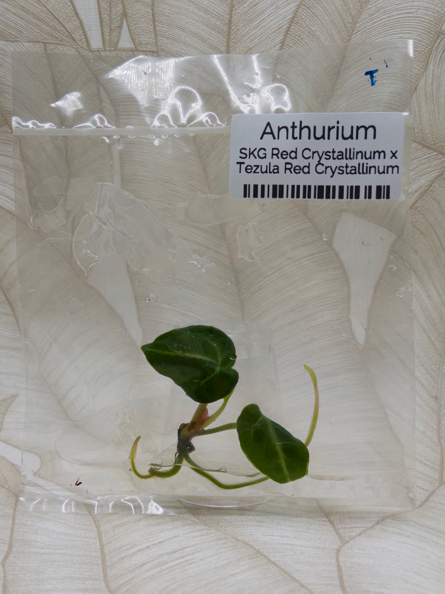 Anthurium SKG Red Crystallinum X Tezula Red Crystallinum