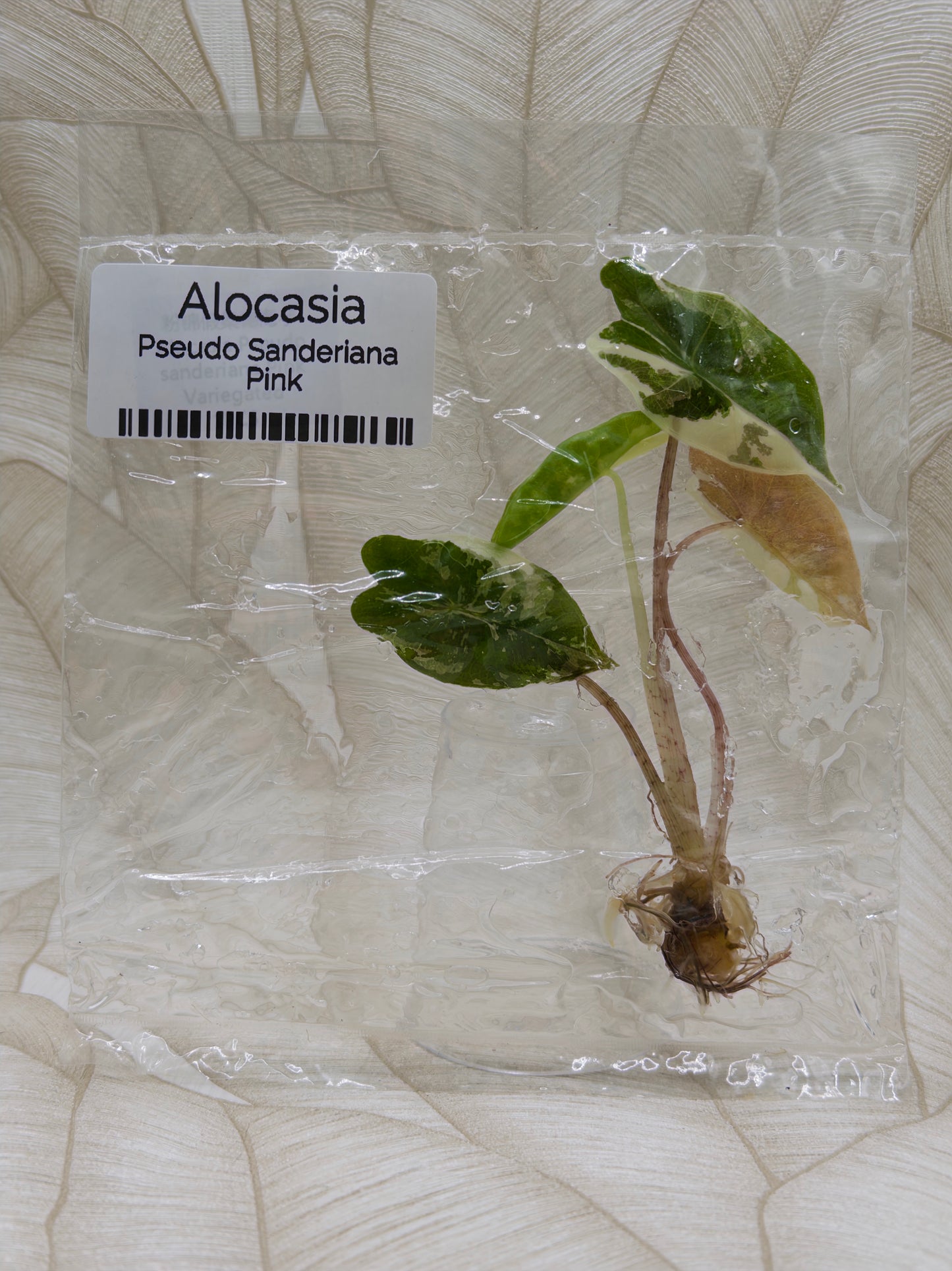 Alocasia Pseudo Sanderiana Pink