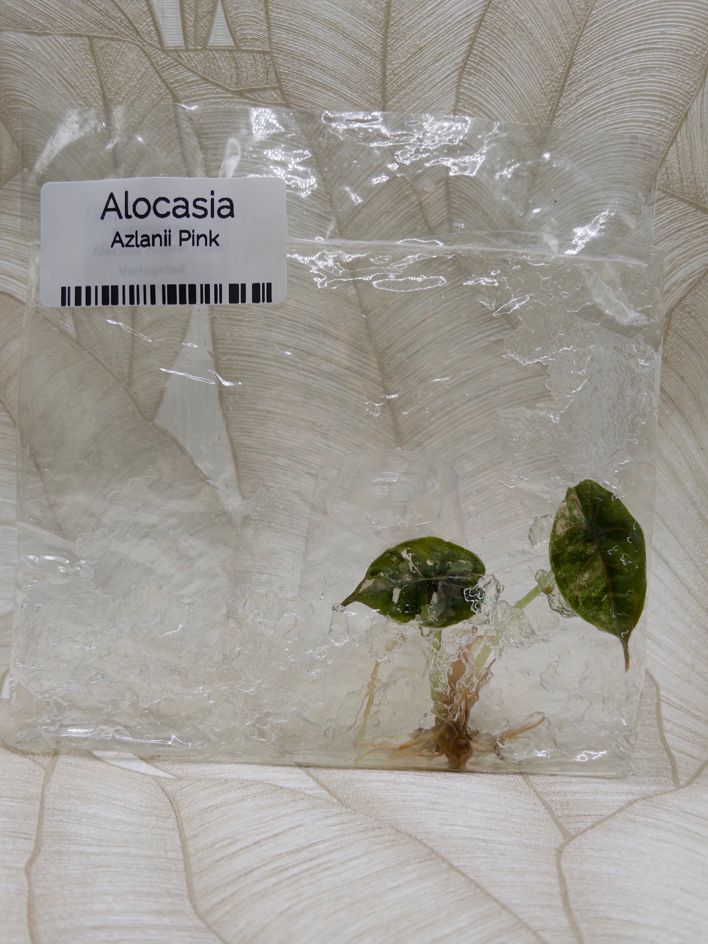 Alocasia Azlanii Albo/Pink