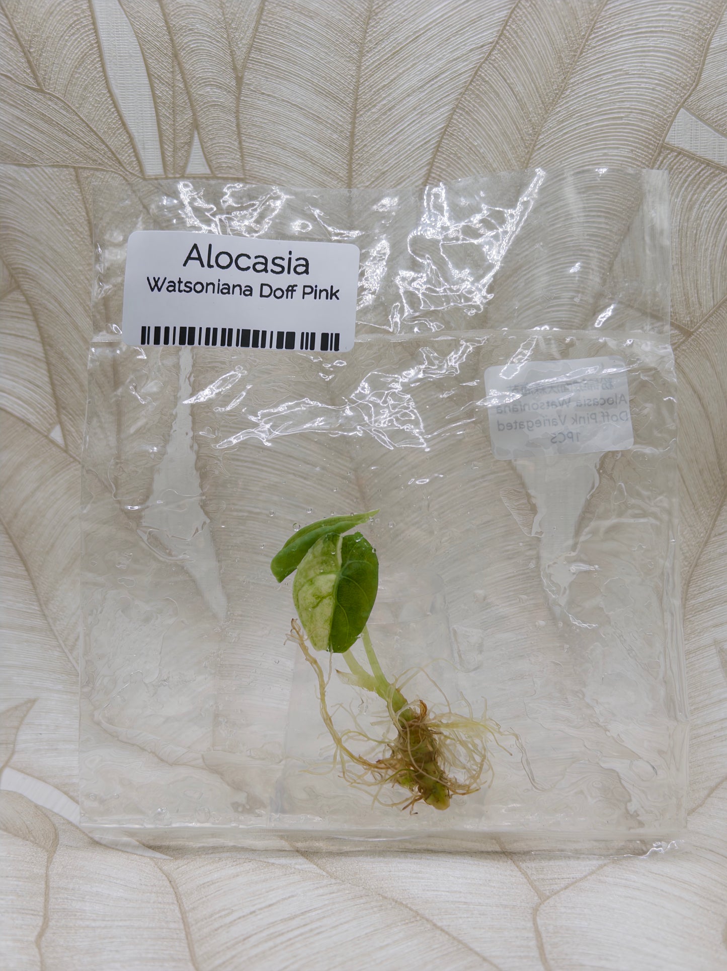 Alocasia Watsoniana Doff Albo/Pink