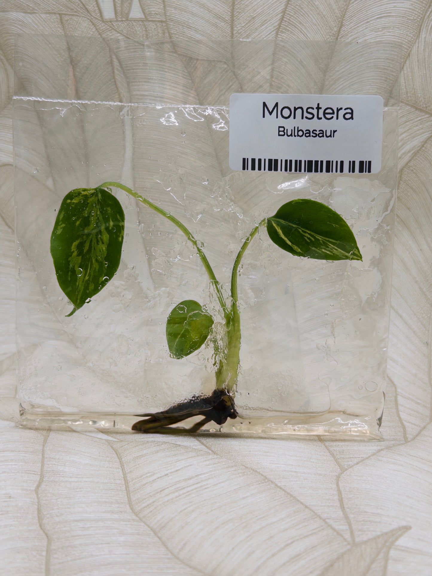 Monstera Bulbasaur