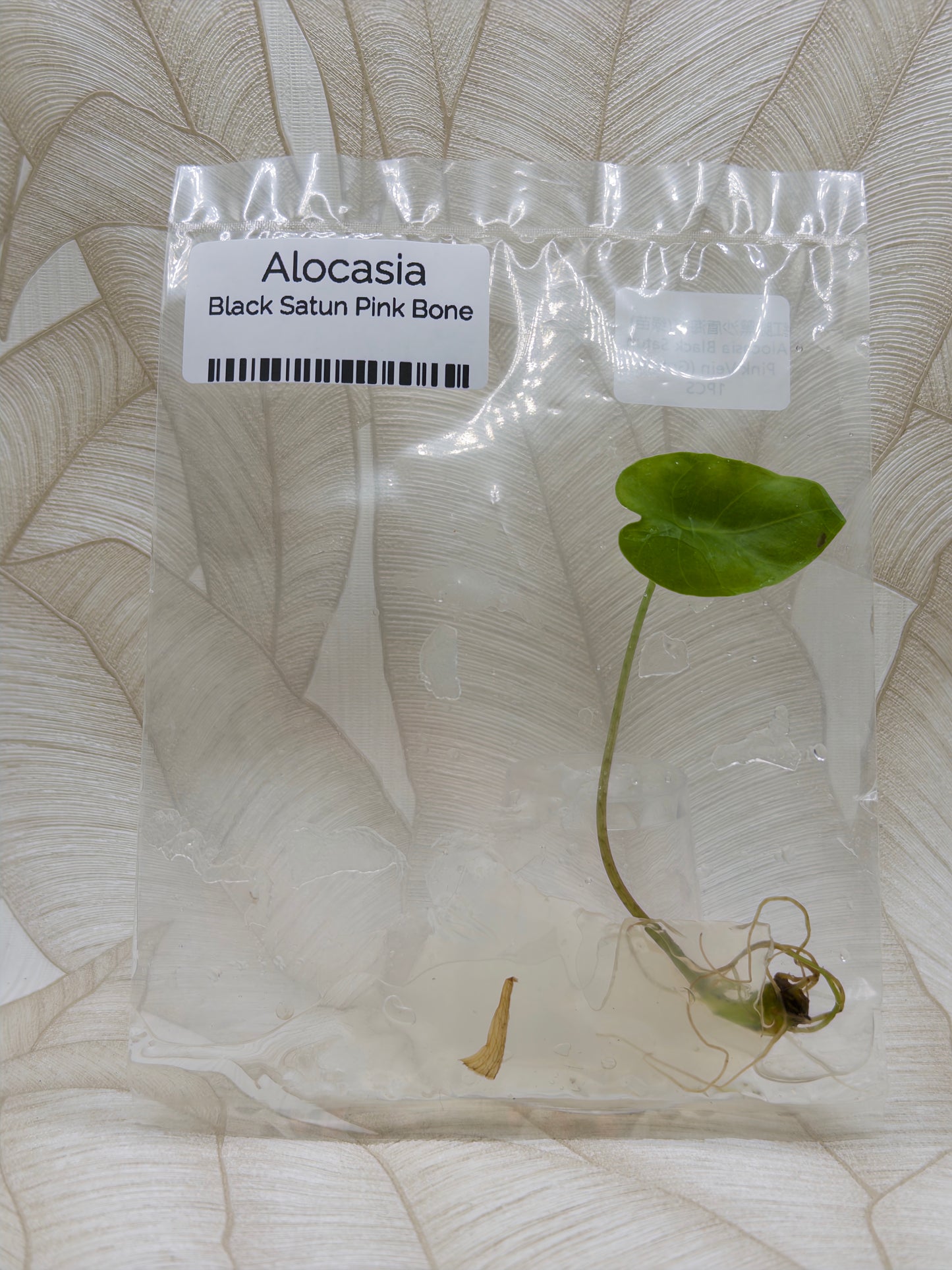 Alocasia Black Satun Pink Bone