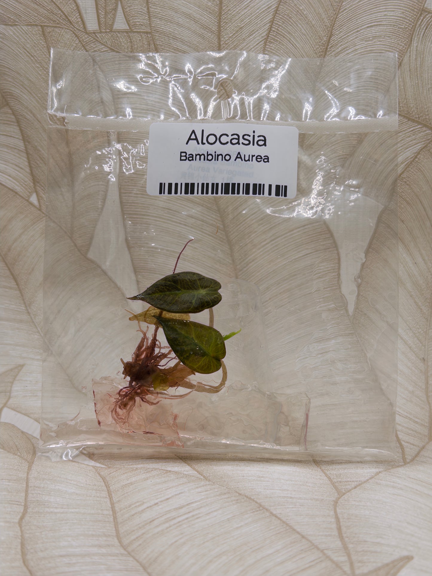 Alocasia Bambino Aurea
