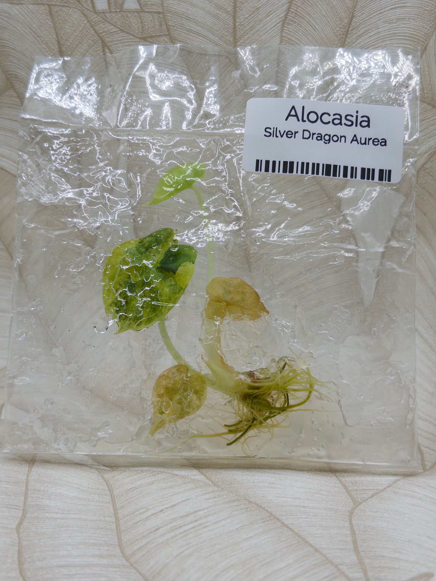 Alocasia Silberdrache Aurea