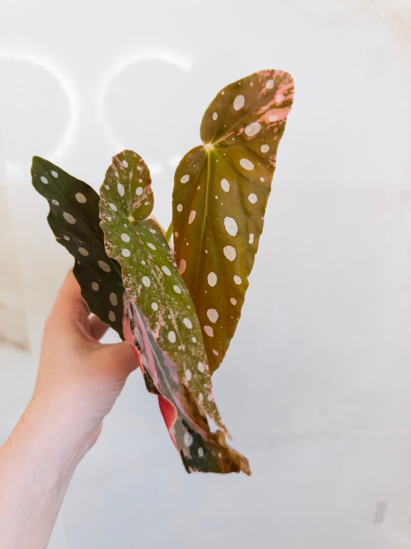 Begonia Maculata Pink
