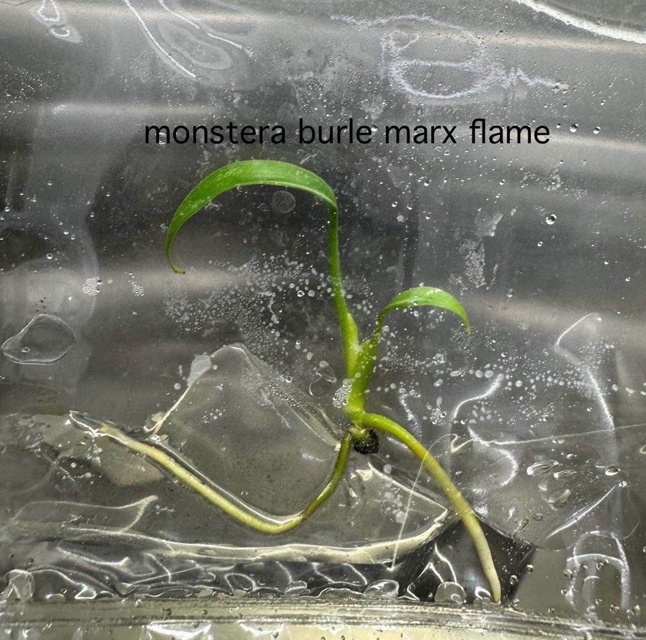 Monstera Burle Marx Flame