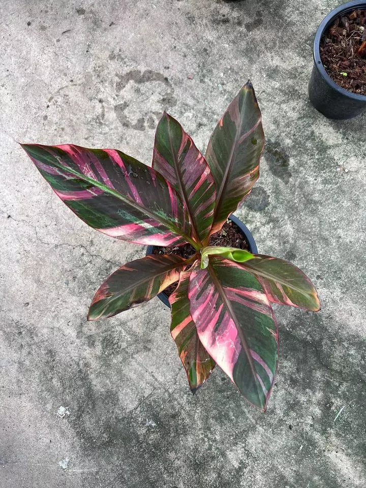 Musa Nono