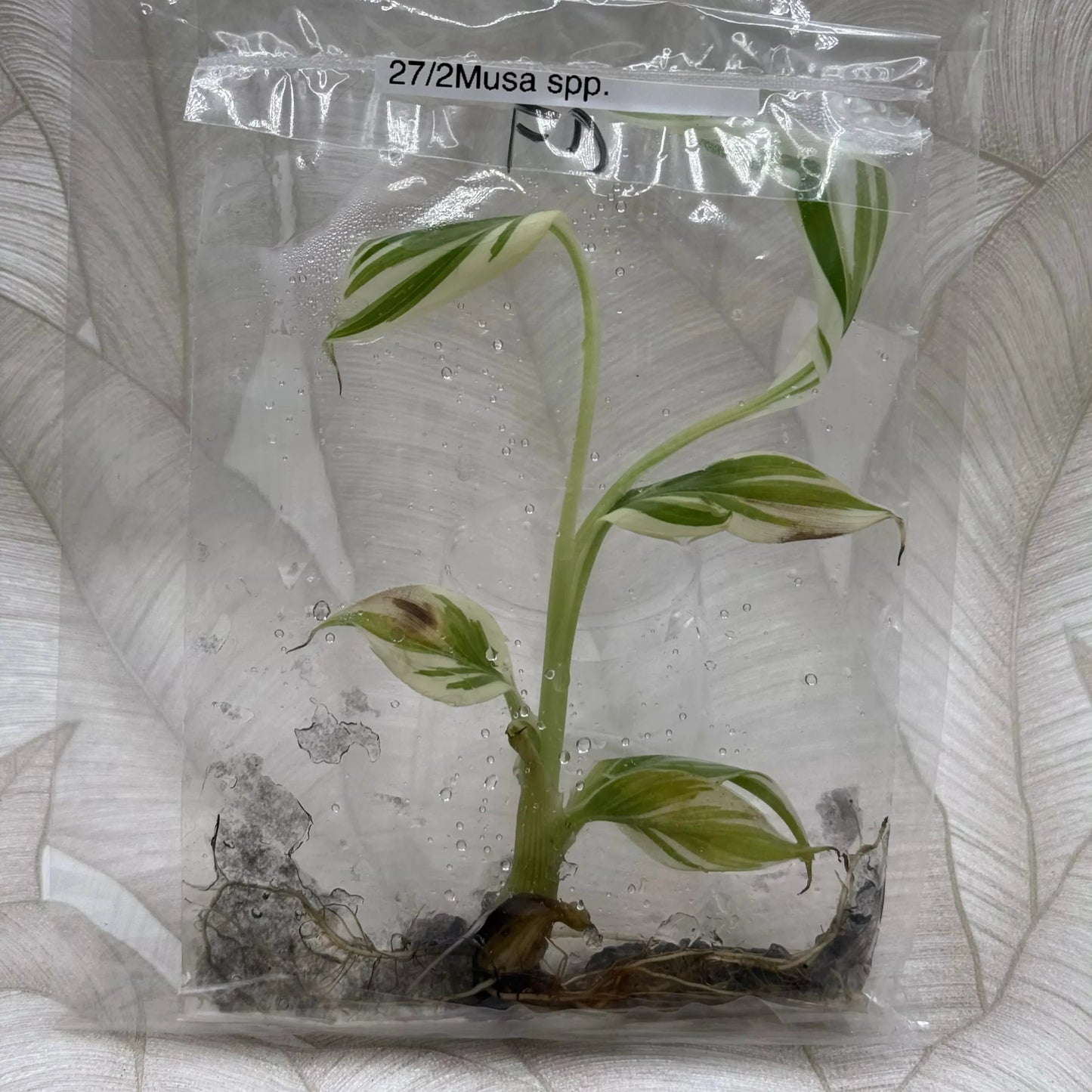 Musa Florida in bag with gel