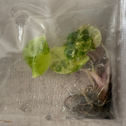 Tissue culture Alocasia Pink Dragon Aurea in bag with gel