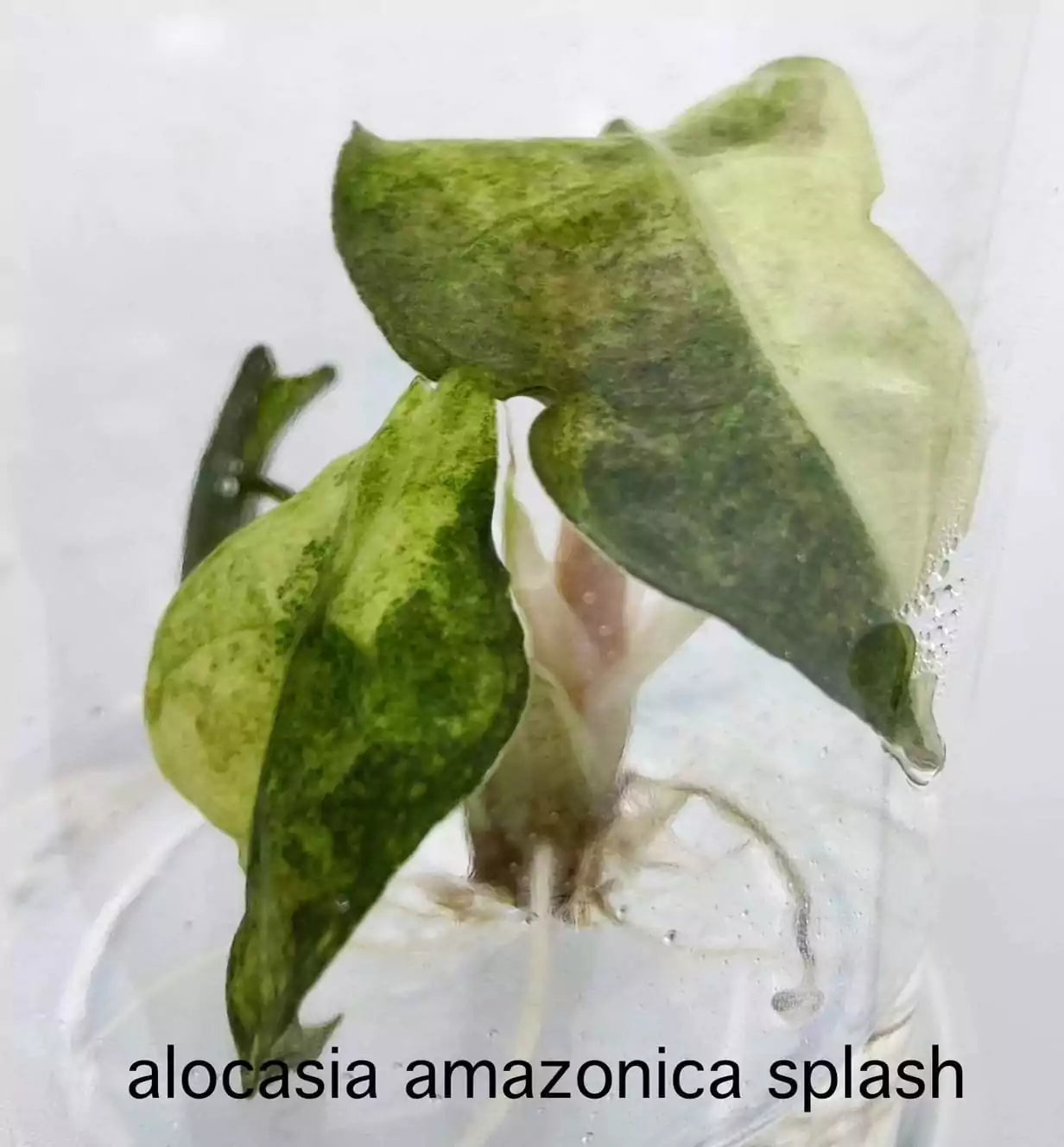 Alocasia Amazonica Splash