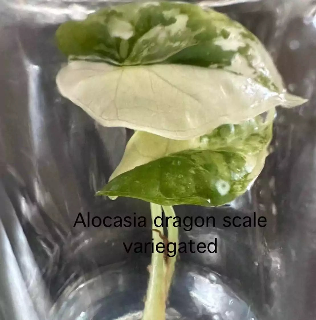Alocasia Drachenschuppe Albo