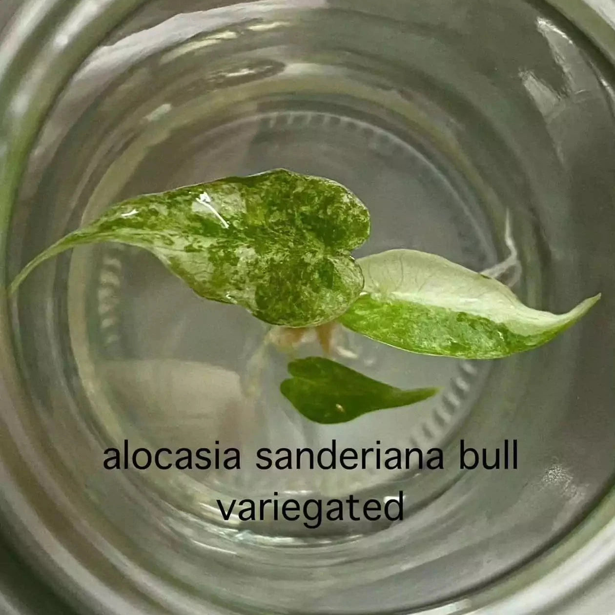 Tissue culture Alocasia Sanderiana Bull Albo/Pink in jar with gel